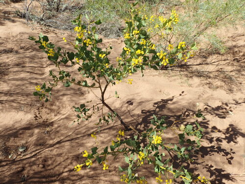 Image of Acacia pyrifolia by (c) Hugo Innes, some rights reserved (CC BY)