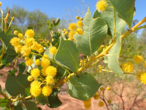 Image of Acacia pyrifolia by (c) Hugo Innes, some rights reserved (CC BY)