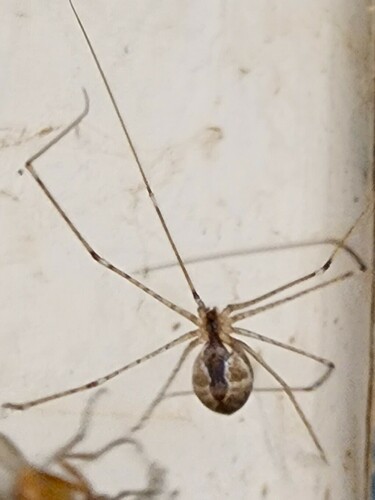 Tailed Cellar Spider photo 5