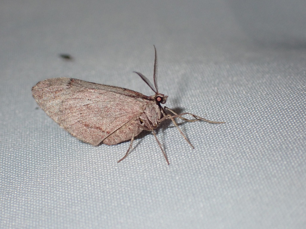 Stamnoctenis pearsalli