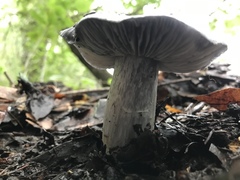 Entoloma medianox