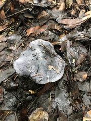 Entoloma medianox