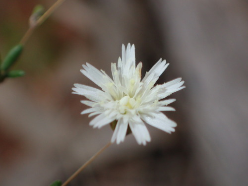 Image of Siemssenia capillaris by (c) Hugo Innes, some rights reserved (CC BY)