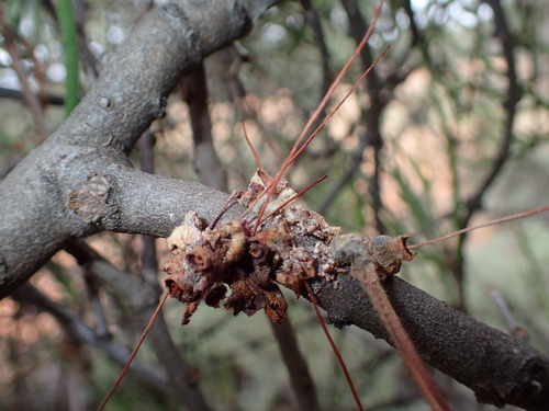 Image of Amyema gibberula by (c) Hugo Innes, some rights reserved (CC BY)