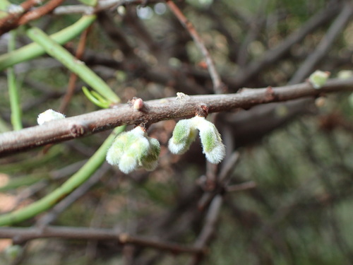 Image of Amyema gibberula by (c) Hugo Innes, some rights reserved (CC BY)