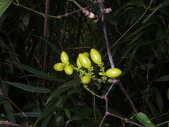 Gnetum