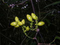 Gnetum