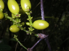 Gnetum