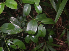 Gnetum