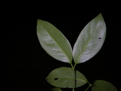 Gnetum