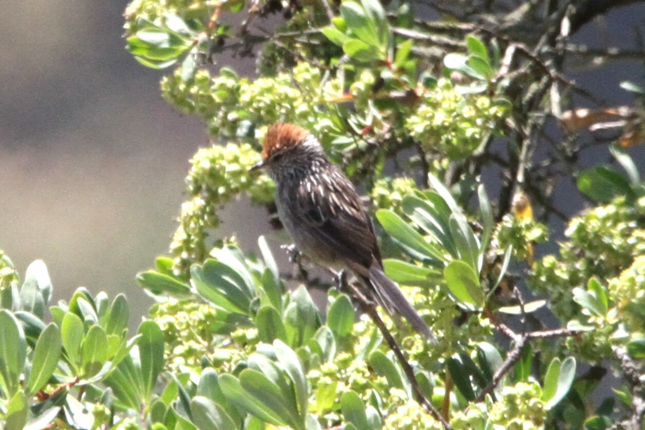 Rusty-crowned Tit-Spinetail (Leptasthenura pileata), photo 5