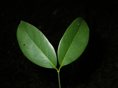 Gnetum