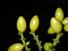 Gnetum