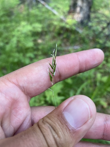 Anthoxanthum nipponicum (Anthoxanthum nipponicum)