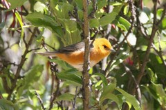 Rufous-Chested Tanager photo 3