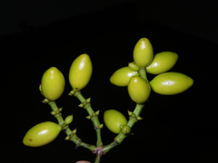 Gnetum