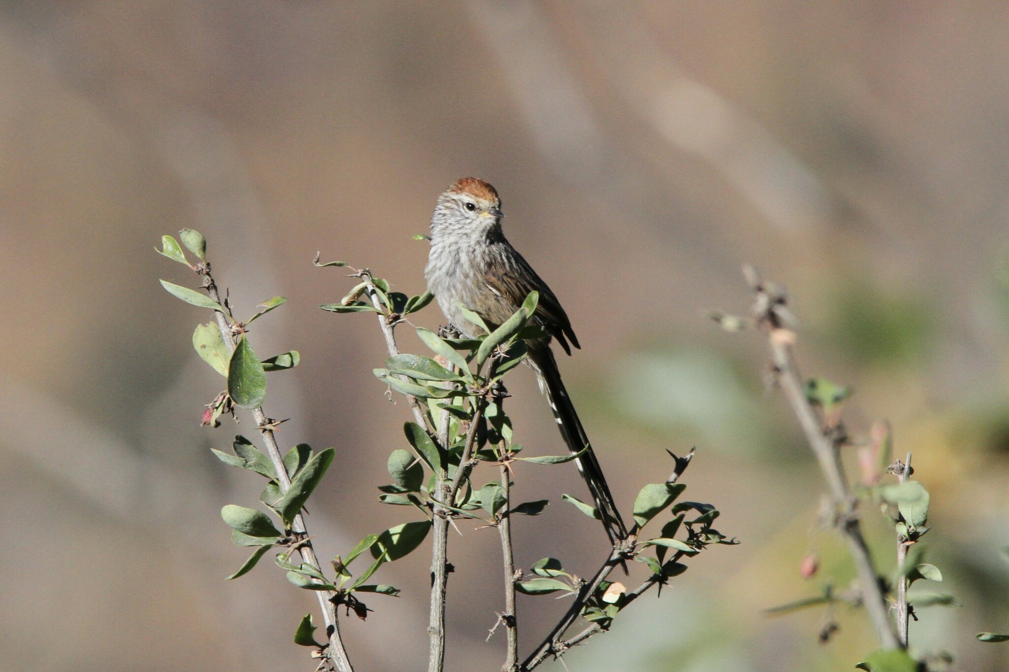 Rusty-crowned Tit-Spinetail (Leptasthenura pileata), photo 6