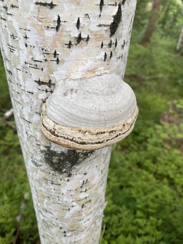 Fomes fomentarius · July 2023 · photo: © ilya_rudenko (iNaturalist, cc-by)