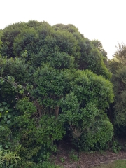 Metrosideros bartlettii