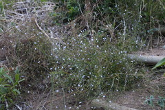 Wahlenbergia obovata