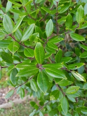 Metrosideros bartlettii