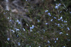 Wahlenbergia obovata