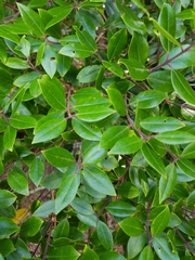 Metrosideros bartlettii