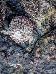 Acmaea