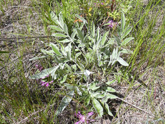 Psephellus marschallianus