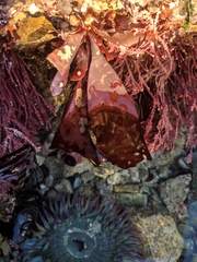 Chondracanthus