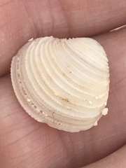 Chionopsis intapurpurea