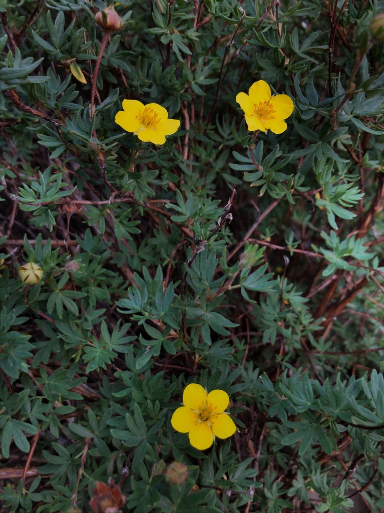 Dasiphora fruticosa, Uinta-Wasatch-Cache National Forest, Provo, UT, US