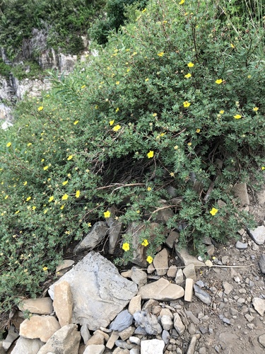 Dasiphora fruticosa