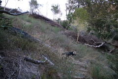 Wahlenbergia obovata
