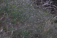 Wahlenbergia obovata