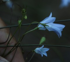 Wahlenbergia obovata