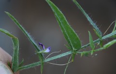 Psoralea monophylla