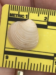Chionopsis intapurpurea
