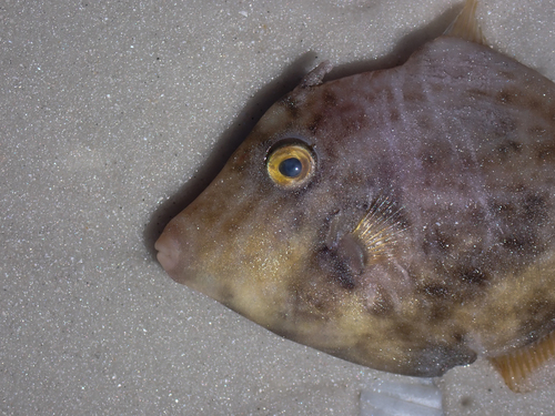 Planehead filefish (Stephanolepis hispidus) — Monacanthidae — 3