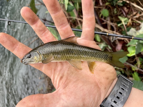 Redeye labeo (Labeo cylindricus) — Cyprinidae — 5