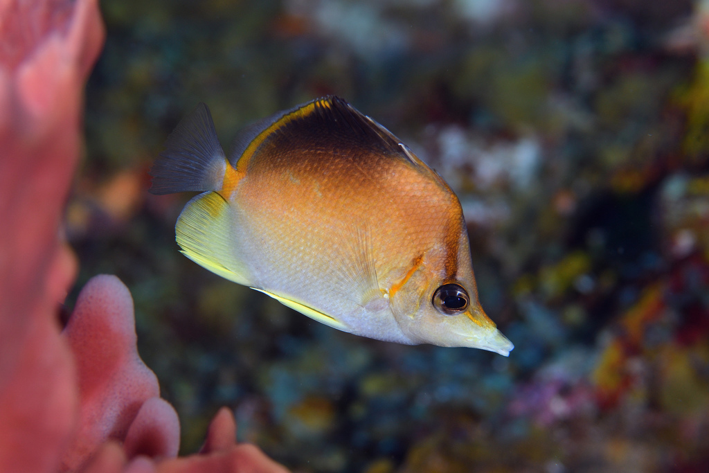 Prognathodes
