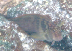 Ophioblennius steindachneri