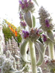 Cosmopepla conspicillaris