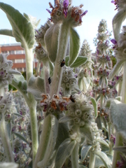 Cosmopepla conspicillaris