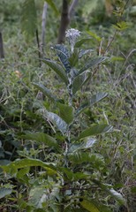 Solanum giganteum