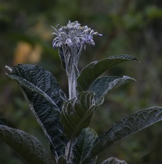 Solanum giganteum