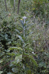 Solanum giganteum