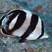Banded Butterflyfish - Photo (c) terence zahner, some rights reserved (CC BY-NC), uploaded by terence zahner