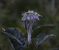 Solanum giganteum