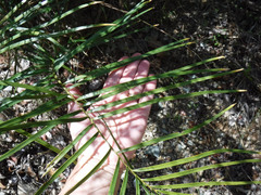 Zamia portoricensis